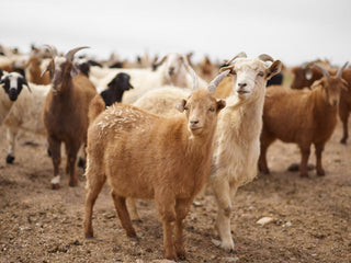 The Benefits of Using Goat's Milk in Your Skincare Routine
